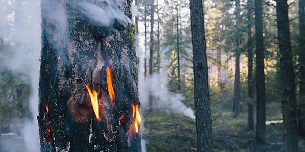В Приморье возросла пожароопасность леса