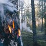 В Приморье возросла пожароопасность леса