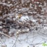 В пятницу во Владивостоке выпала половина декадной нормы снега