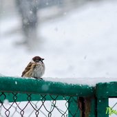 В пятницу во Владивостоке выпала половина декадной нормы снега