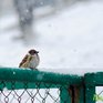В пятницу во Владивостоке выпала половина декадной нормы снега
