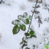 В пятницу во Владивостоке выпала половина декадной нормы снега