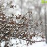 Отложения мокрого снега на деревьях и проводах отмечаются в центральных районах Приморья