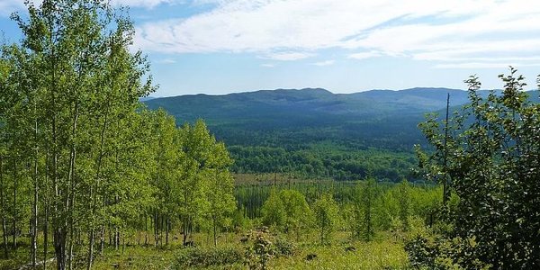 Для охраны леса приморцы могут использовать мобильное приложение