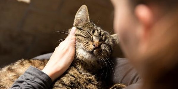 Учёные доказали пользу кошачьего мурчания для здоровья человека
