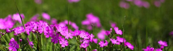 На выходных в Приморье будет жаркая погода