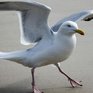 В Петербурге для борьбы с чайками стали использовать хищных птиц
