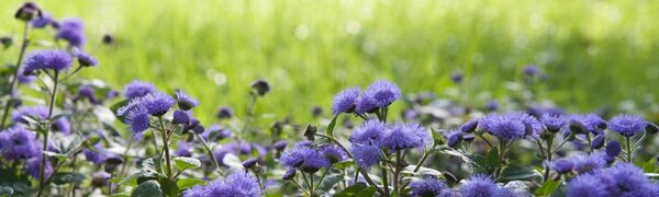 Душная погода установится во Владивостоке на следующей неделе