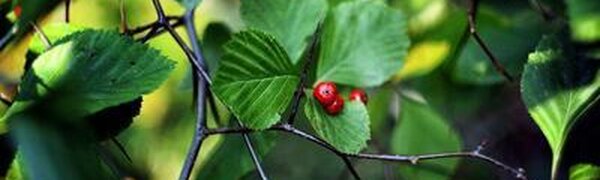 Самый подробный прогноз погоды на рабочую неделю на Примпогоде