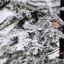 Первый снег порадовал жителей некоторых районов Приморья (ФОТО)