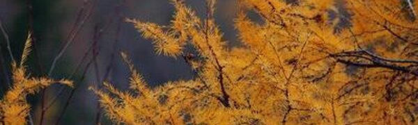 Тепло постепенно возвращается в Приморье