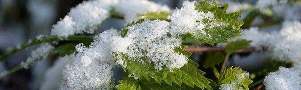 Следующая неделя в Приморье начнётся со снега