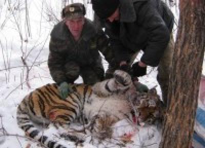Нападавшую на лошадей тигрицу выпустили в глухую тайгу в Приморье Нападавшую на лошадей тигрицу выпустили в глухую тайгу в Приморье