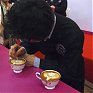 Август – самое время для уроков латтэ-арта