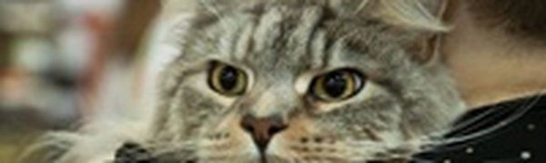 В США прошел фестиваль кошачьего видео