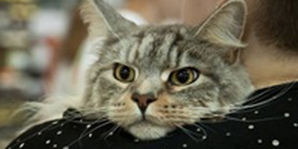 В США прошел фестиваль кошачьего видео