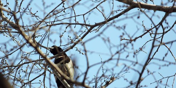 В выходные в Приморье будет по-весеннему тепло