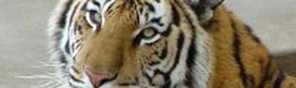 Амурских тигров поразила эпидемия