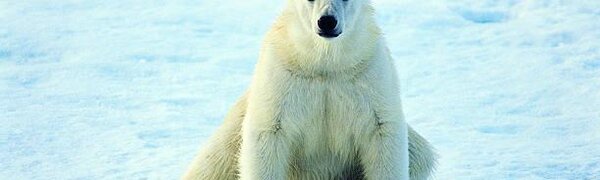 Пластик составляет четверть рациона белых медведей в Арктике