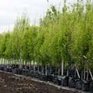 Олимпийские строители высадят в Сочи более 60 тысяч деревьев