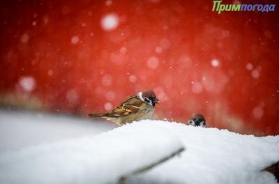 Похолодание в Приморье начнётся с воскресенья Похолодание в Приморье начнётся с воскресенья