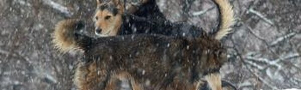 В первые выходные зимы температура в Приморье была ниже климатической на  2 – 6 градусов
