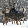 В первые выходные зимы температура в Приморье была ниже климатической на  2 – 6 градусов