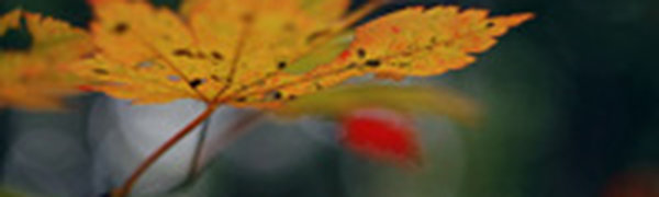 Очередной циклон принес во Владивосток дождь