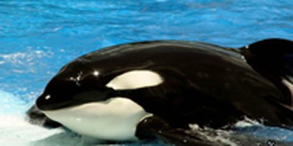 Косатки застряли во льду у берегов Канады