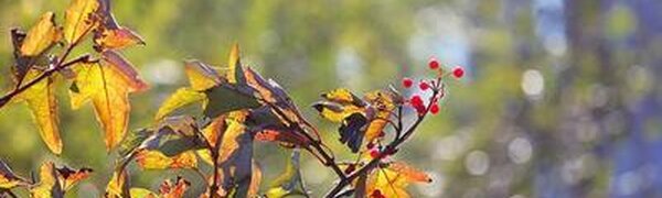 Сентябрь попрощается с Приморьем солнечной погодой