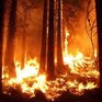 Лесные пожары могут охватить девять регионов России уже весной