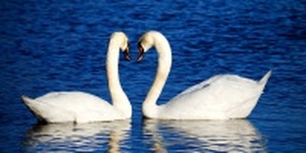 Численность рептилий и водных птиц сокращается в Англии из-за засухи