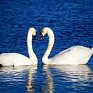 Численность рептилий и водных птиц сокращается в Англии из-за засухи