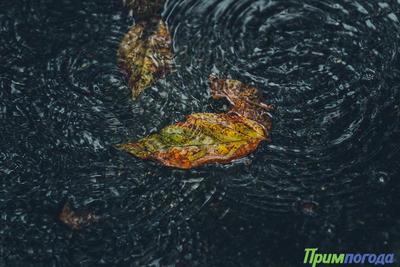 На реках Приморья возможны локальные подъемы уровня воды