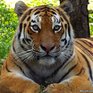 В Приморском Сафари-парке можно увидеть тигров без клетки