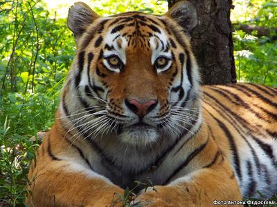 В Приморском Сафари-парке можно увидеть тигров без клетки В Приморском Сафари-парке можно увидеть тигров без клетки