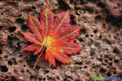 Дыхание осени в Приморье ощутится  в ночь на пятницу