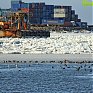 Нетронутая природа посреди города: утки под крылом НК 