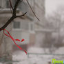 Климатические итоги последнего месяца года