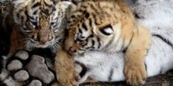 Бенгальские тигрята живут в приюте для животных(ФОТО)