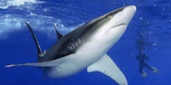 Акулы отлично чувствуют себя в приморских водах