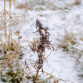 Накануне Нового года во Владивостоке прошёл долгожданный снег