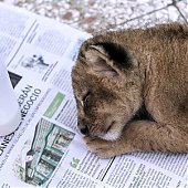 Очаровательные львята в зоопарке Испании (ФОТО)