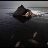 Ужасы китайской экологии (ФОТО)