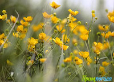 В Приморье выходные были пасмурными