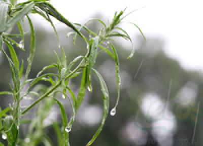 Высотный вихрь приблизится к Приморью