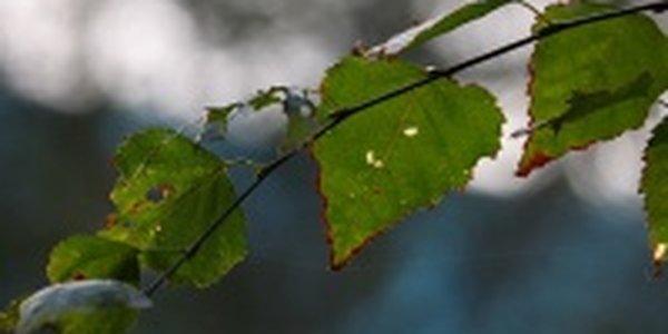 Погода на выходных в Приморье будет изменчивой