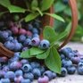 Черника спасет от осенней депрессии
