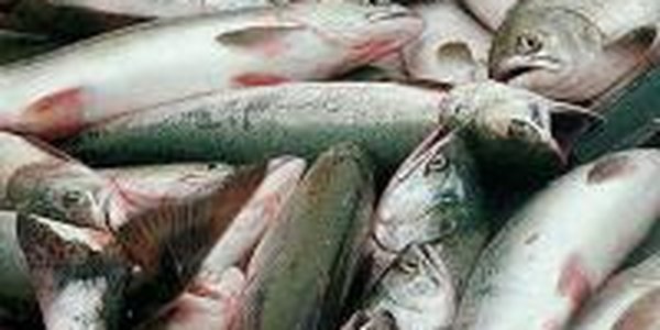 В морских уловах радиации не обнаружено