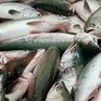 В морских уловах радиации не обнаружено